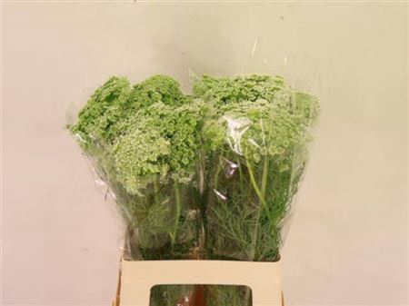 <h4>Ammi Visnaga</h4>