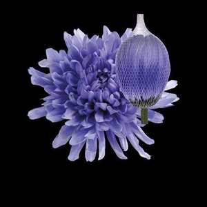 Chr G Antonov Lilac