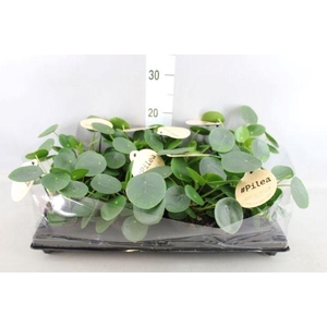 Pilea peperomioides