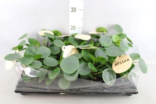 <h4>Pilea peperomioides</h4>