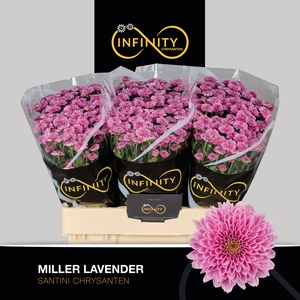 CHR S MILLER LAVENDE