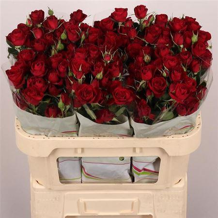 <h4>R Tr Red Trendsetter</h4>