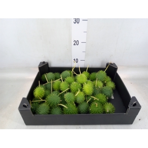 Cucumis hirsitus   .../stuk