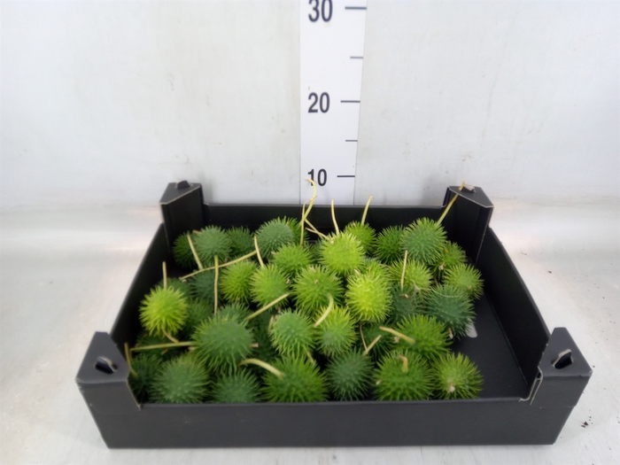 <h4>Cucumis hirsitus   .../stuk</h4>