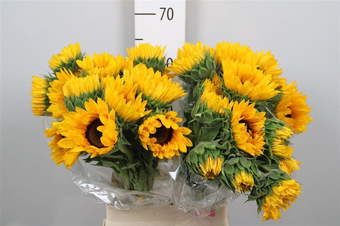 <h4>Heli Orange Fire</h4>