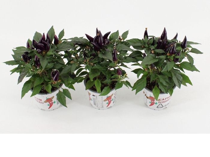 <h4>Capsicum Acapulco Purple</h4>