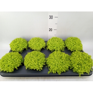 Soleirolia soleirolii 'Aurea'