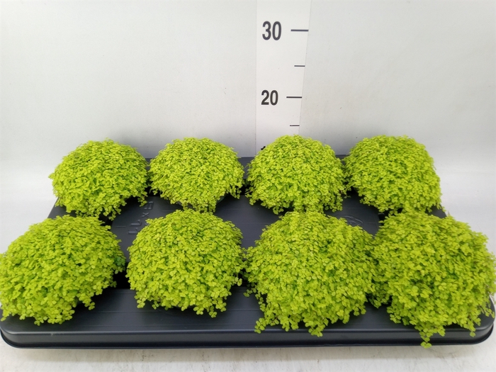 <h4>Soleirolia soleirolii 'Aurea'</h4>