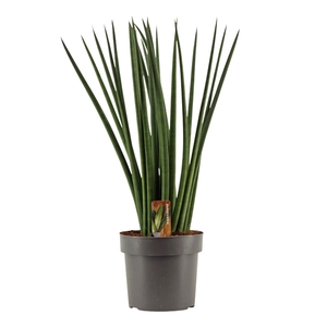 Sansevieria Cylindrica 17 cm Spaghetti