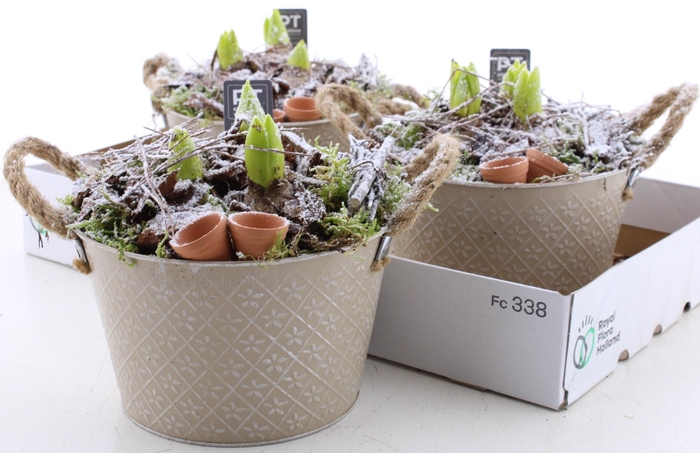 <h4>ARR HYACINTH</h4>