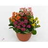 KAL EN GEM IN POT