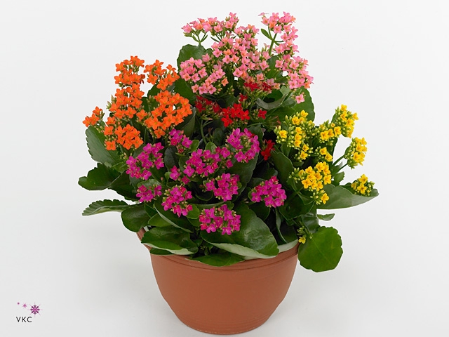 KAL EN GEM IN POT