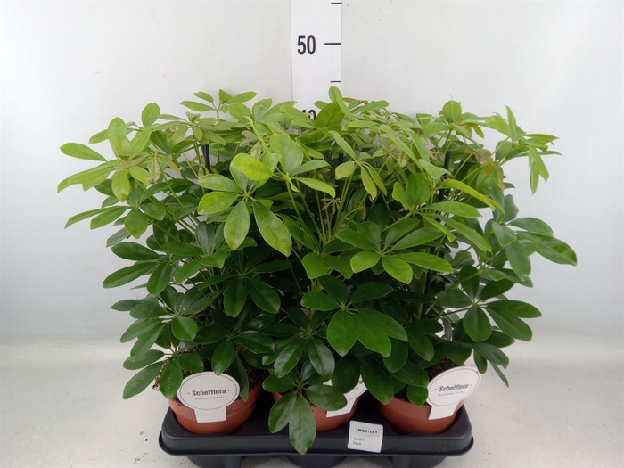 <h4>Schefflera arbor. 'Nora'</h4>