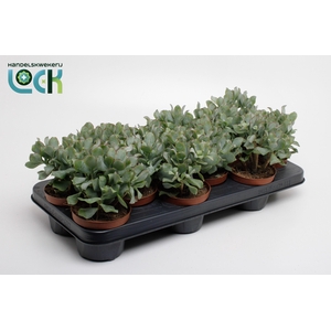 Crassula Arborensis Cristaat