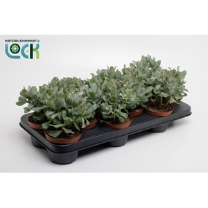 Crassula Arborensis Cristaat