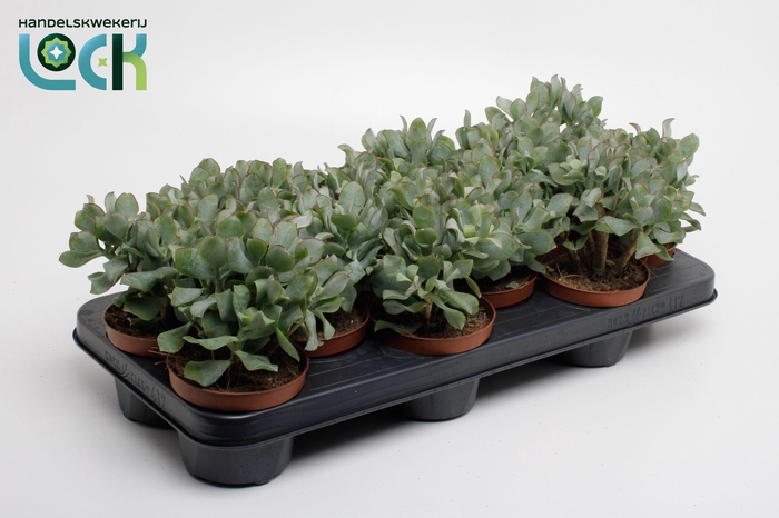 <h4>Crassula Arborensis Cristaat</h4>