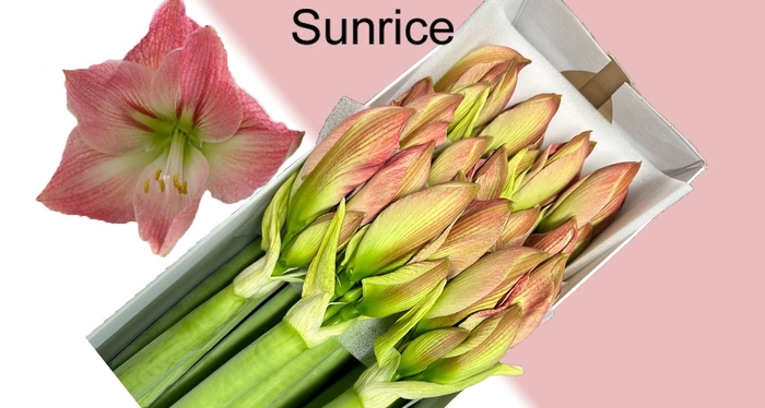 <h4>HIPP GA SUNRISE</h4>