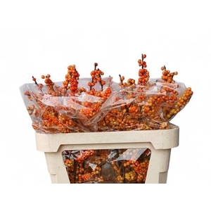 Ilex Ve Mag Cresgold