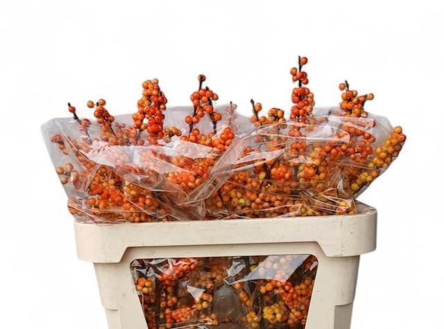 <h4>Ilex Ve Mag Cresgold</h4>