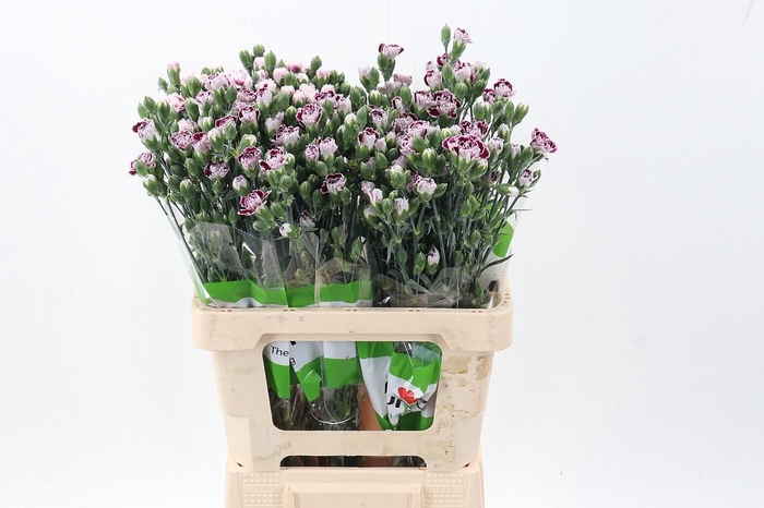 <h4>Di Fiorino Kampa</h4>