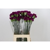 Dianthus St Yukari Violet