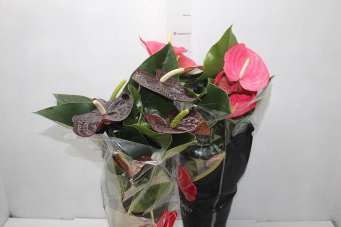 <h4>ANTHURIUM VARIADO P17 PREMIUM</h4>