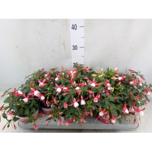 Fuchsia  'Bella Fuchsia Hilda'