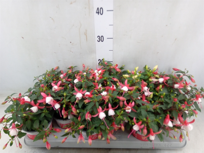 <h4>Fuchsia  'Bella Fuchsia Hilda'</h4>