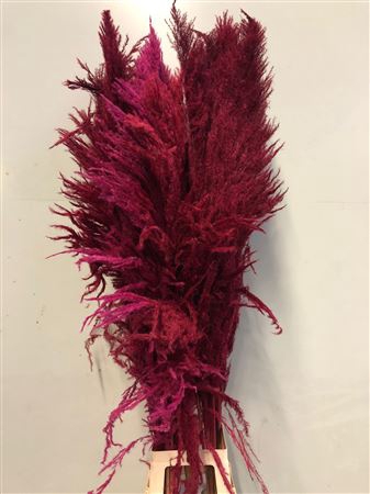 <h4>Cortaderia Cerise</h4>