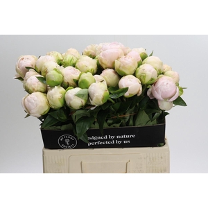Paeonia Mothers Choice