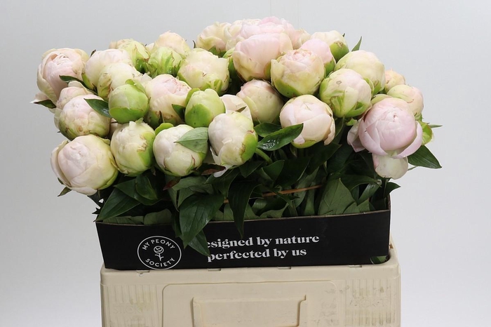 <h4>Paeonia Mothers Choice</h4>