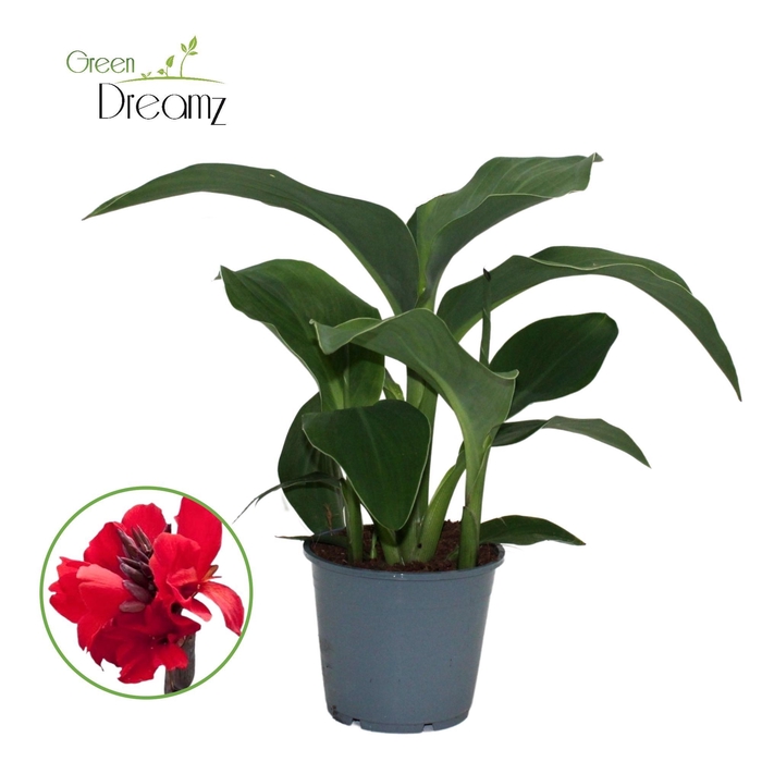 <h4>Canna Cannova p 14 Red Shades / Scarlet Zonder Bloem</h4>