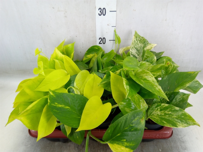 <h4>Epipremnum pinn.   ...mix</h4>