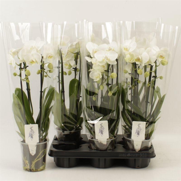 <h4>PHAL EL CASCADE</h4>
