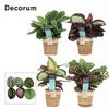 Calathea Mix in Gaby mand creme/roze (Decorum)