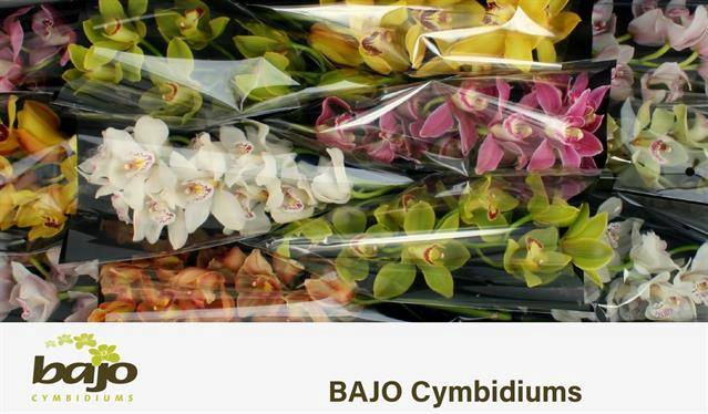 <h4>CYMB T GEM</h4>