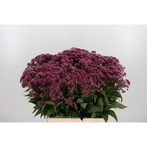 EUPAT PURPUREUM
