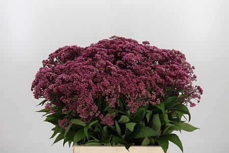 <h4>EUPAT PURPUREUM</h4>