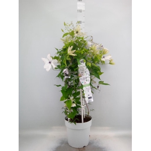 Clematis   ...