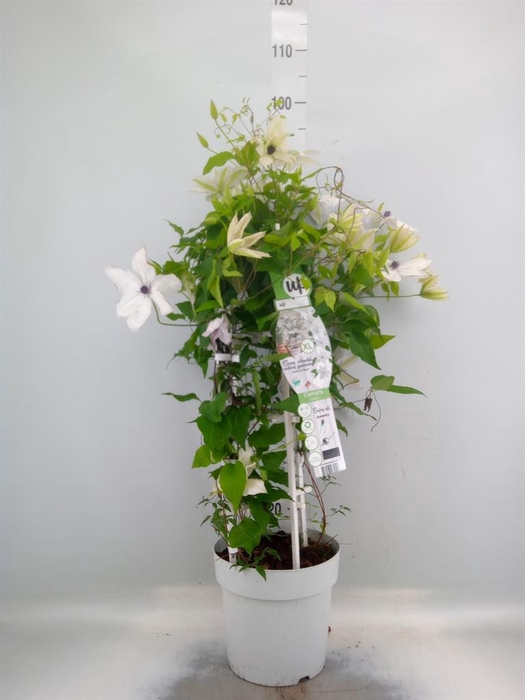 <h4>Clematis   ...</h4>