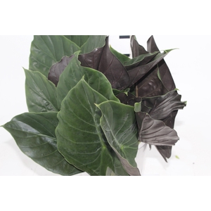 FOLHA DE ALOCASIA FOLHA DE WENTTI