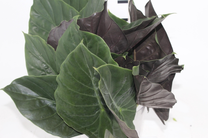 <h4>FOLHA DE ALOCASIA FOLHA DE WENTTI</h4>