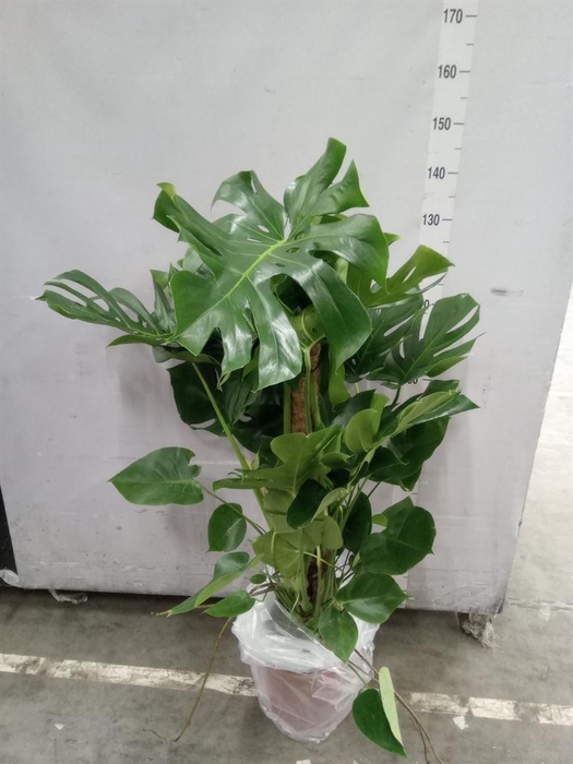 <h4>Monstera delic.</h4>