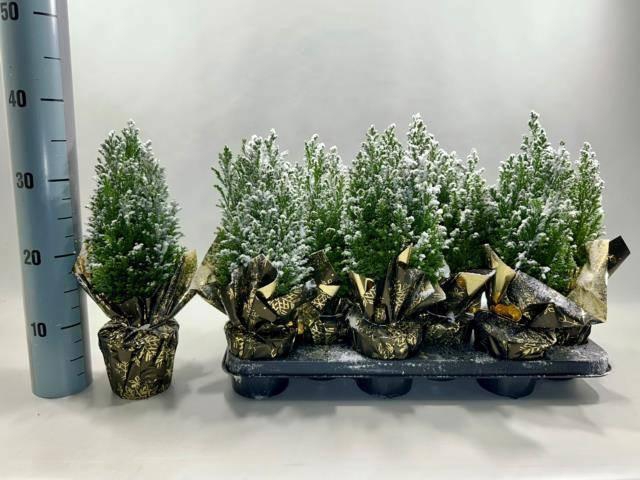 <h4>CHAM L ELLWOODII</h4>