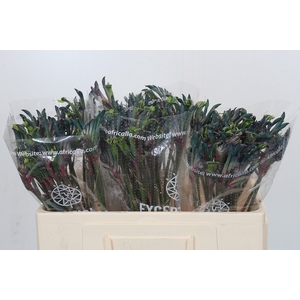 Anigozanthos Cape Gray Moss