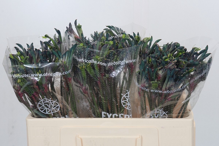 <h4>Anigozanthos Cape Gray Moss</h4>