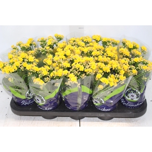 KALANCHOE DOBRADO P11 AMARELO