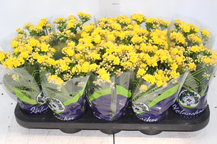 <h4>KALANCHOE DOBRADO P11 AMARELO</h4>