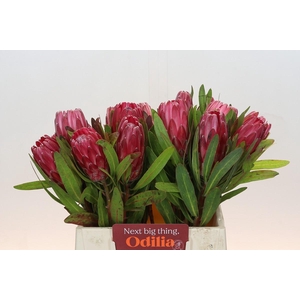 Protea Lancelot