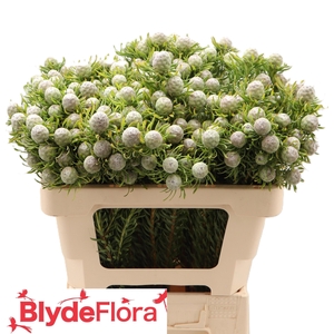 LEUCAD L AY JA PE VT